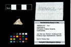 Foto (Objekt + Etikett) von Lecythocaris sp.  (NHMW-GEO-1990-0041-4747)